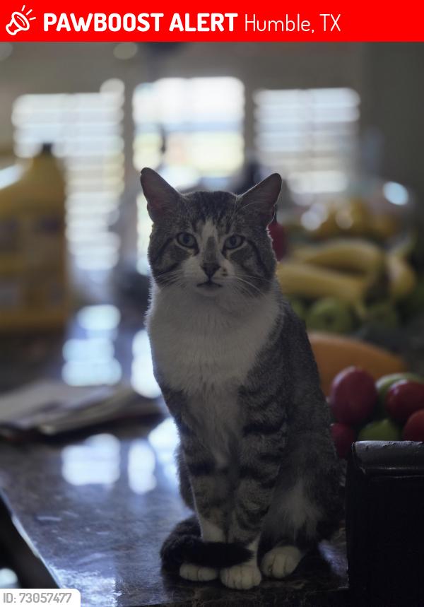 Lost Female Cat last seen Mesa dr, Humble, TX 77396
