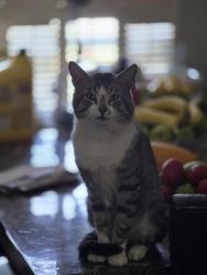 Lost Female Cat last seen Mesa dr, Humble, TX 77396