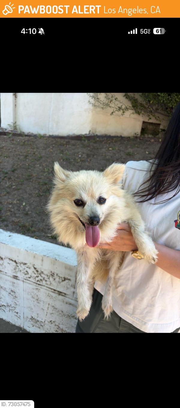 Found/Stray Female Dog last seen Pico and Sierra Bonita, Los Angeles, CA 90019
