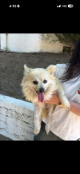 Found/Stray Female Dog last seen Pico and Sierra Bonita, Los Angeles, CA 90019