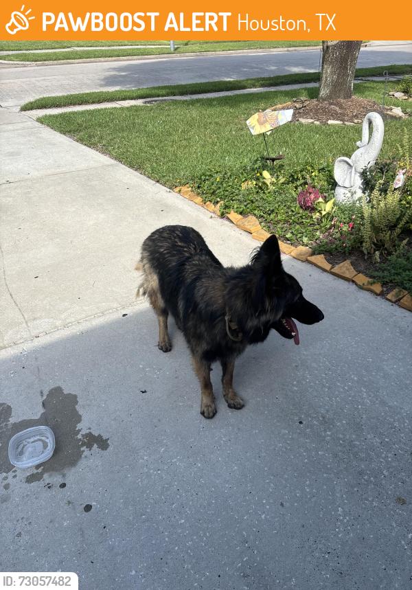 Found/Stray Unknown Dog last seen Bourgeois, Houston, TX 77066