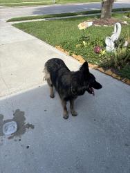 Found/Stray Unknown Dog last seen Bourgeois, Houston, TX 77066