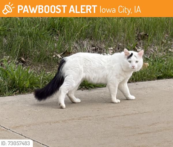 Found/Stray Unknown Cat last seen Found at West High School, Iowa City, IA 52246