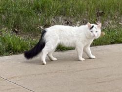 Found/Stray Unknown Cat last seen Found at West High School, Iowa City, IA 52246