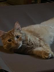 Lost Male Cat last seen Fryer & harrow road, Toledo, OH 43615