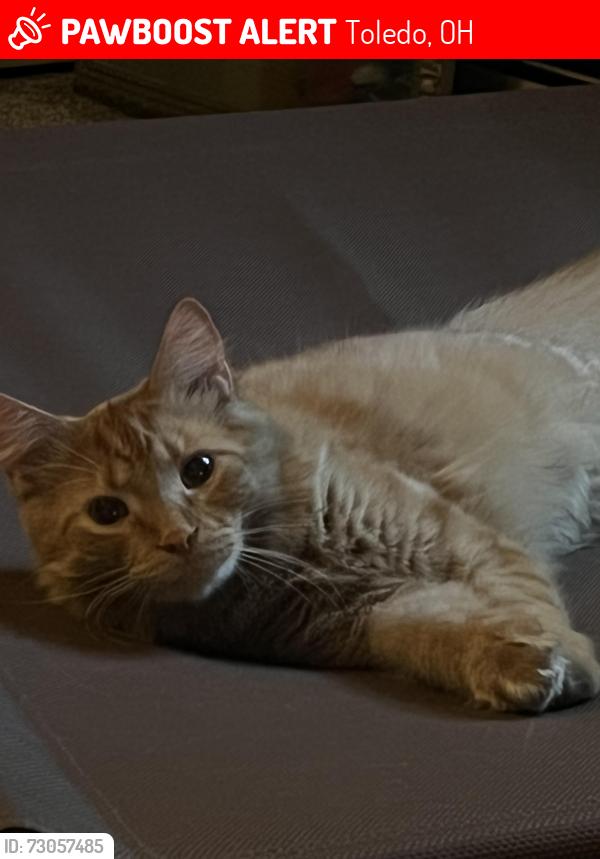 Lost Male Cat last seen Fryer & harrow road, Toledo, OH 43615