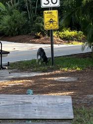 Found/Stray Unknown Dog last seen Loxahatchee River road, Jupiter, FL 33458