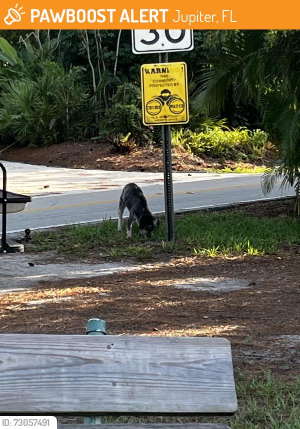 Found/Stray Unknown Dog last seen Loxahatchee River road, Jupiter, FL 33458
