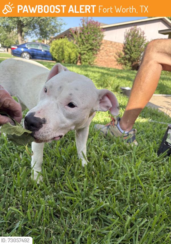 Found/Stray Female Dog last seen Buttonwood , Fort Worth, TX 76137