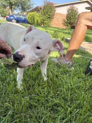 Found/Stray Female Dog last seen Buttonwood , Fort Worth, TX 76137