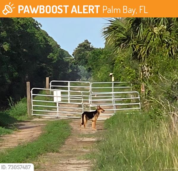 Found/Stray Unknown Dog last seen Lamplighter ne north side of Emerson, Palm Bay, FL 32907