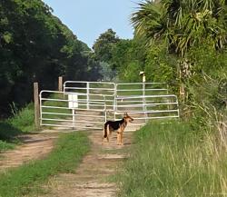 Found/Stray Unknown Dog last seen Lamplighter ne north side of Emerson, Palm Bay, FL 32907