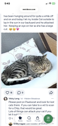 Lost Male Cat last seen Santa Fe hills , San Marcos, CA 92069