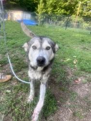 Found/Stray Female Dog last seen Falls Lake, Creedmoor, NC 27522