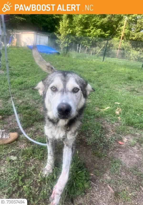 Found/Stray Female Dog last seen Falls Lake, Creedmoor, NC 27522