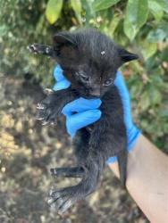Shelter Stray Male Cat last seen OTTO CIR & 47TH AVE, 2127 Front St, Sacramento, CA 95818, USA