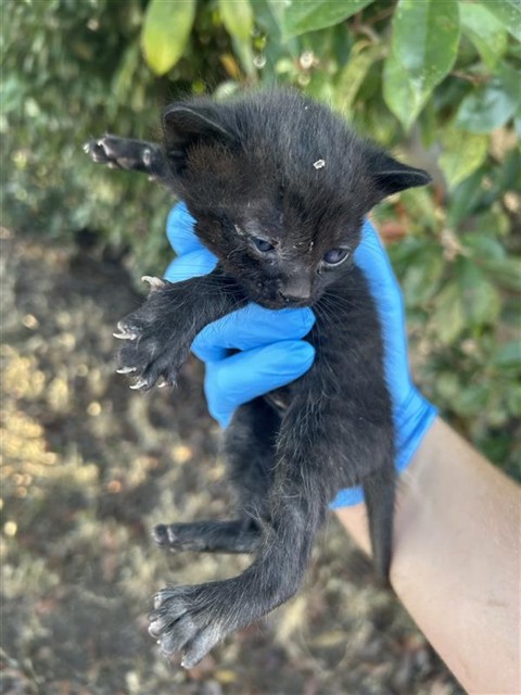 Shelter Stray Male Cat last seen OTTO CIR & 47TH AVE, 2127 Front St, Sacramento, CA 95818, USA