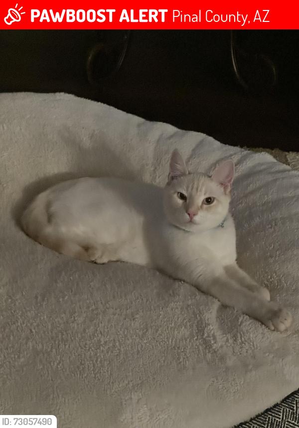 Lost Male Cat last seen Arizona farms rd and Apollo, Pinal County, AZ 85132