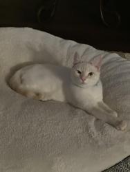 Lost Male Cat last seen Arizona farms rd and Apollo, Pinal County, AZ 85132
