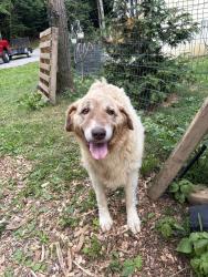 Found/Stray Male Dog last seen Salem Church Rd, Knoxville, TN 37938