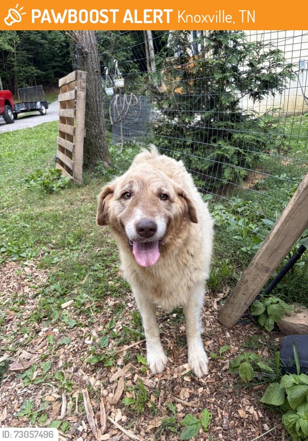 Found/Stray Male Dog last seen Salem Church Rd, Knoxville, TN 37938