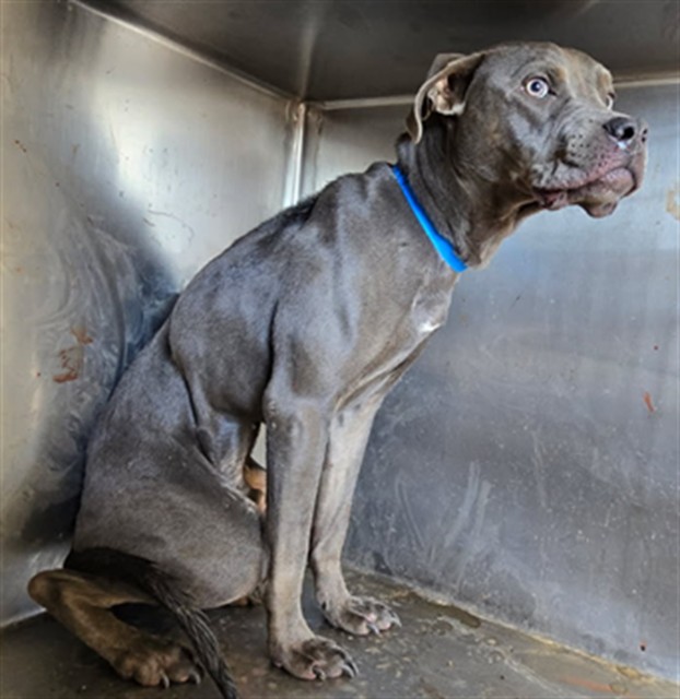 Shelter Stray Male Dog last seen Near BLOCK HOWARD, RIVERSIDE CA 92507, 6851 Van Buren Boulevard, Jurupa Valley, CA 92509, USA