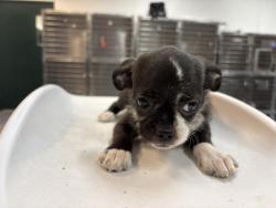 Shelter Stray Female Dog last seen AVENUE 53 COACHELLA CA 92236, Thousand Palms, CA, USA
