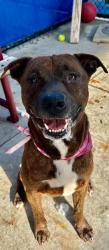 Shelter Stray Male Dog last seen Near BLOCK SW 328TH ST, 3599 NW 79th Ave, Doral, FL 33122, USA