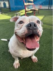 Shelter Stray Female Dog last seen Near BLOCK W 73 PL, 3599 NW 79th Ave, Doral, FL 33122, USA