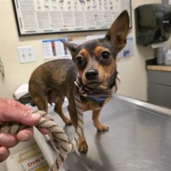 Shelter Stray Female Dog last seen Near BLK LONG BEACH BLVD, LONG BEACH, CA 90805, 7700 E Spring St, Long Beach, CA 90815, USA