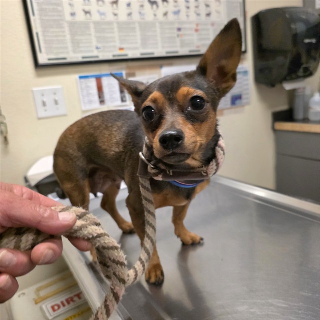 Shelter Stray Female Dog last seen Near BLK LONG BEACH BLVD, LONG BEACH, CA 90805, 7700 E Spring St, Long Beach, CA 90815, USA