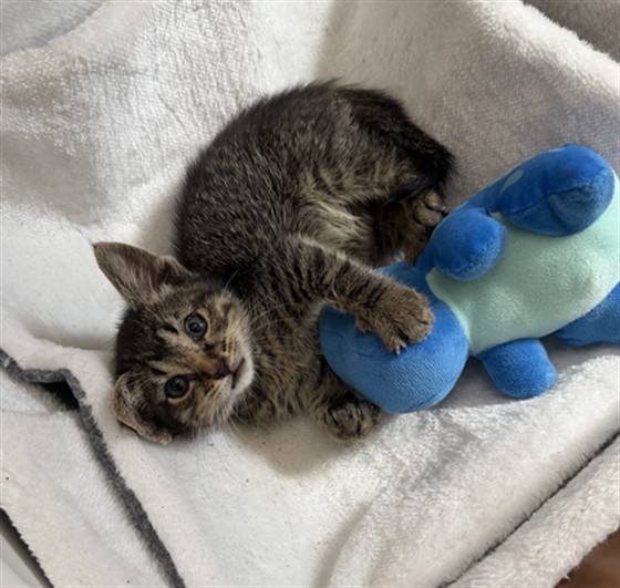 Shelter Stray Male Cat last seen SAN BERNARDINO AVE X JUNIPER AVE, 333 Chandler Pl, San Bernardino, CA 92408, USA