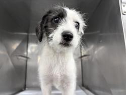 Shelter Stray Male Dog last seen BELVAN AVE, SAN BERNARDINO, CA, 92410, USA, 333 Chandler Pl, San Bernardino, CA 92408, USA