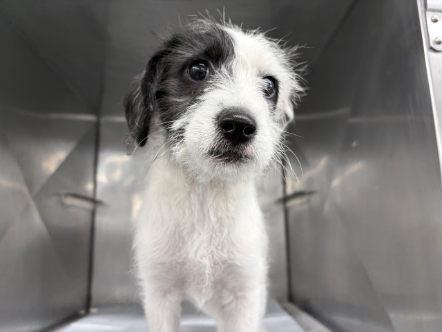 Shelter Stray Male Dog last seen BELVAN AVE, SAN BERNARDINO, CA, 92410, USA, 333 Chandler Pl, San Bernardino, CA 92408, USA