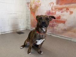 Shelter Stray Male Dog last seen ARROWHEAD AND MILL, 333 Chandler Pl, San Bernardino, CA 92408, USA