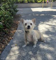Shelter Stray Male Dog last seen , 957 N Gaffey St, San Pedro, CA 90731, USA