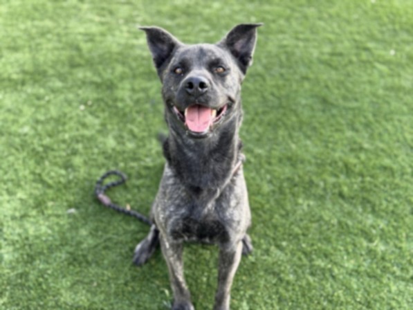 Shelter Stray Male Dog last seen , 3201 Lacy St, Los Angeles, CA 90031, USA