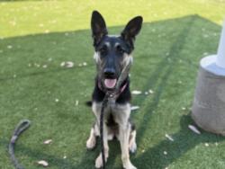 Shelter Stray Female Dog last seen , 3201 Lacy St, Los Angeles, CA 90031, USA