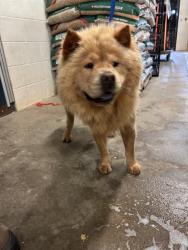Shelter Stray Female Dog last seen Near BLOCK S LAND AVE, OKLAHOMA CITY OK 73159, 2811 SE 29th St, Oklahoma City, OK 73129, USA