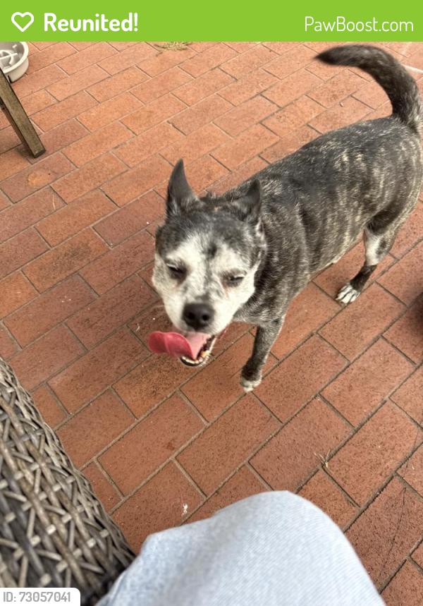 Reunited Male Dog last seen Lilac Lake Dr, Riverview, FL 33578, USA, Riverview, FL 33578