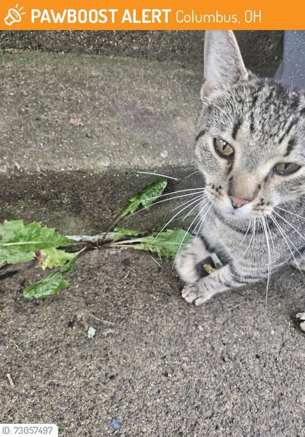 Found/Stray Male Cat last seen Independence Village, Columbus, OH 43068