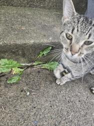 Found/Stray Male Cat last seen Independence Village, Columbus, OH 43068