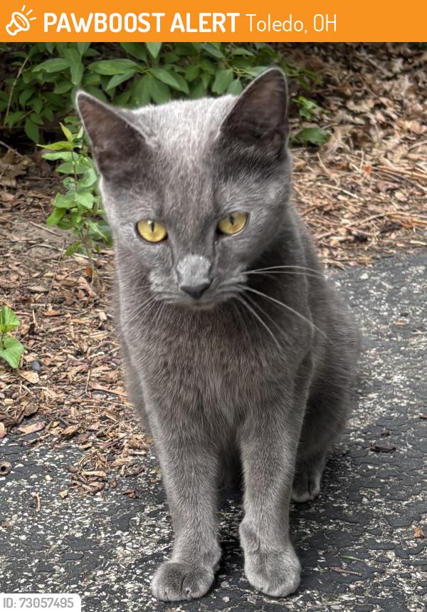 Found/Stray Unknown Cat last seen Central Ave and Evergreen Rd - Westgate area, Toledo, OH 43606