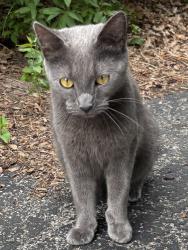 Found/Stray Unknown Cat last seen Central Ave and Evergreen Rd - Westgate area, Toledo, OH 43606