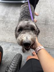 Reunited Male Dog last seen Ceitus and SW 26th Ave. , Cape Coral, FL 33991