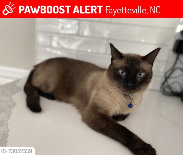 Lost Male Cat last seen Ferncreek and Ravencroft, Fayetteville, NC 28314