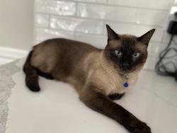 Lost Male Cat last seen Ferncreek and Ravencroft, Fayetteville, NC 28314