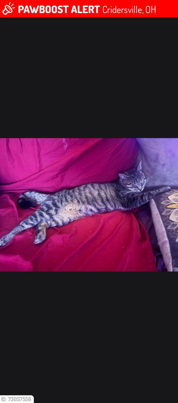 Lost Male Cat last seen Beeler Rd or Hall Drive, Cridersville, OH 45806