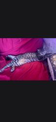Lost Male Cat last seen Beeler Rd or Hall Drive, Cridersville, OH 45806