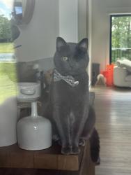Lost Male Cat last seen Between flt rock trail and south pixley road, Henryville, IN 47126